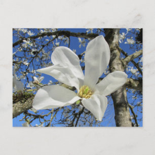 Carte Postale Fleur de Magnolia blanche dans l'arbre.