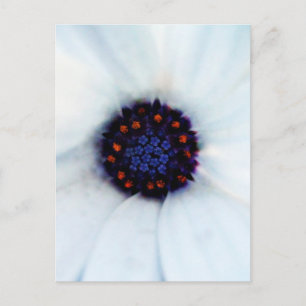 Carte Postale Fleur de Marguerite Africaine