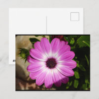 Fleur de Marguerite Africaine Violette