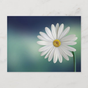 Carte postale Fleur de marguerite blanche