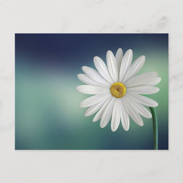 Carte postale Fleur de marguerite blanche (Devant)