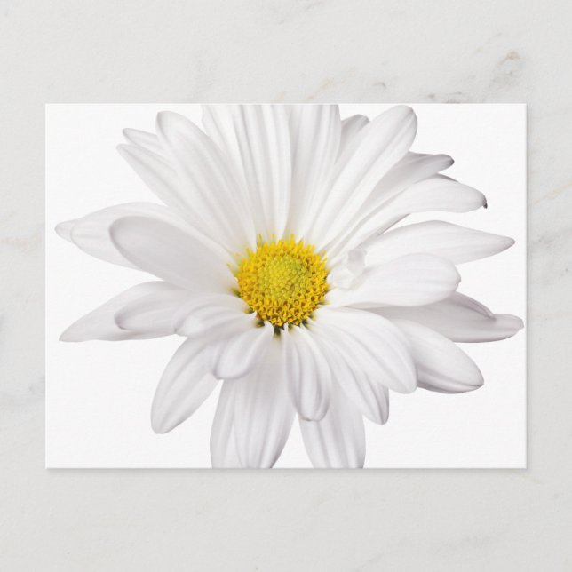 Carte Postale Fleur de marguerite blanche Arrière - plan de marg (Devant)