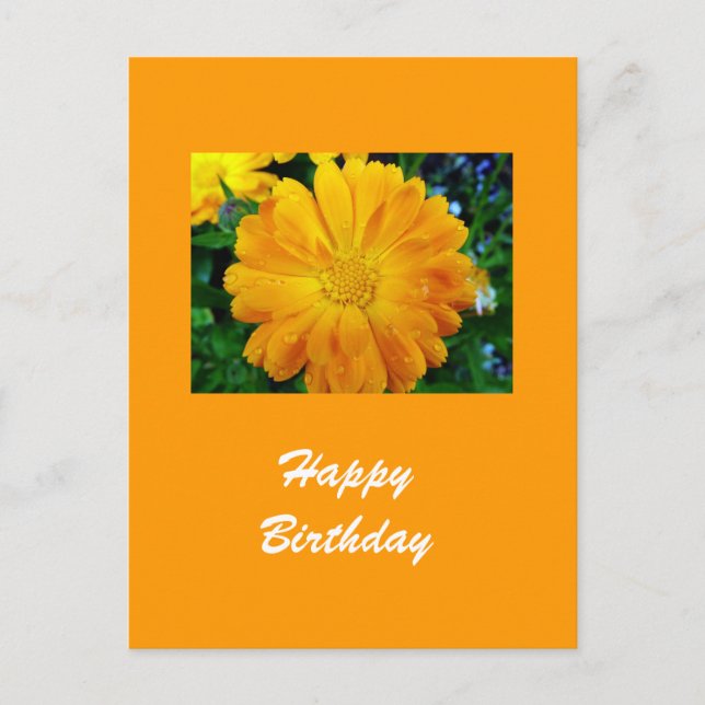 Carte Postale fleur de marguerite jaune gerbera (Devant)