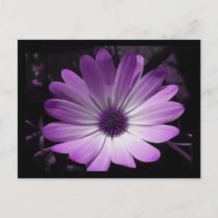 Carte postale Fleur de marguerite violette