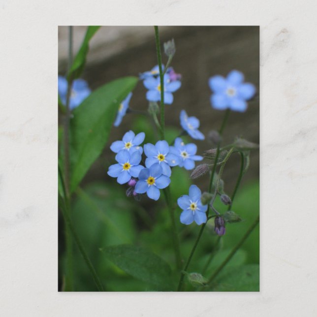 Carte Postale Fleur de myosotis (Devant)