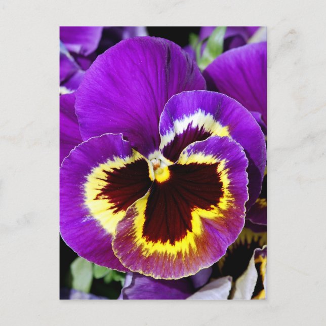 Carte Postale Fleur de pansement jaune et violet (Devant)