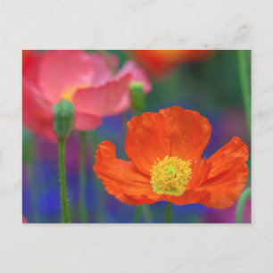 Carte Postale Fleur de pavot orange vibrant