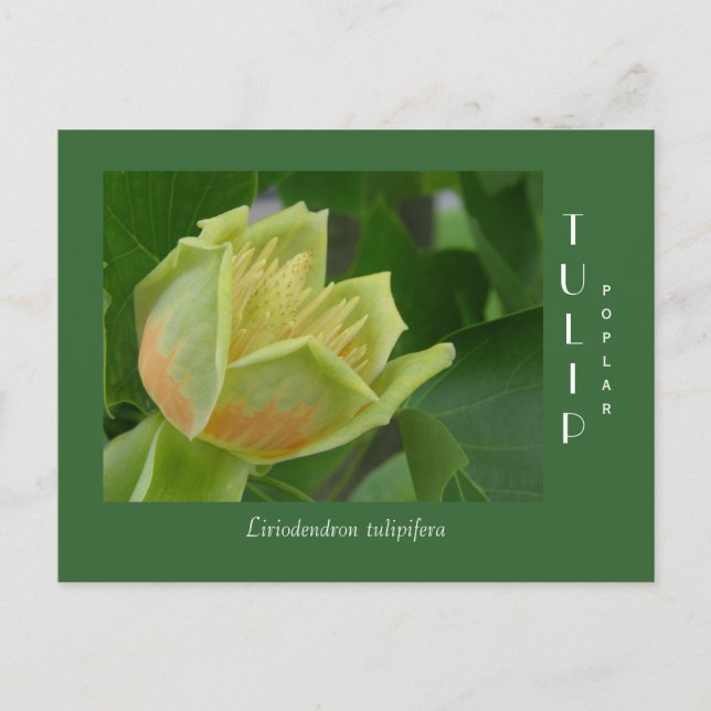 Carte Postale Fleur de peuplier tulipe (Devant)