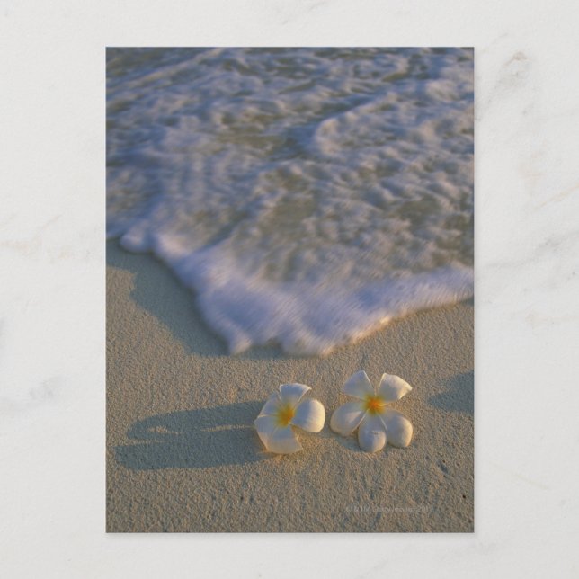 Carte Postale Fleur de plage (Devant)