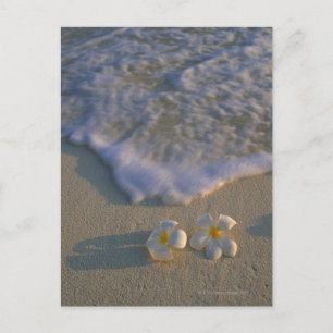 Carte Postale Fleur de plage