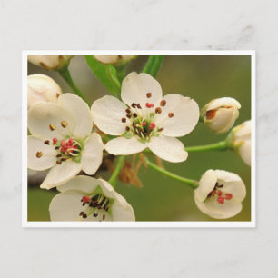 Carte postale - Fleur de pommier
