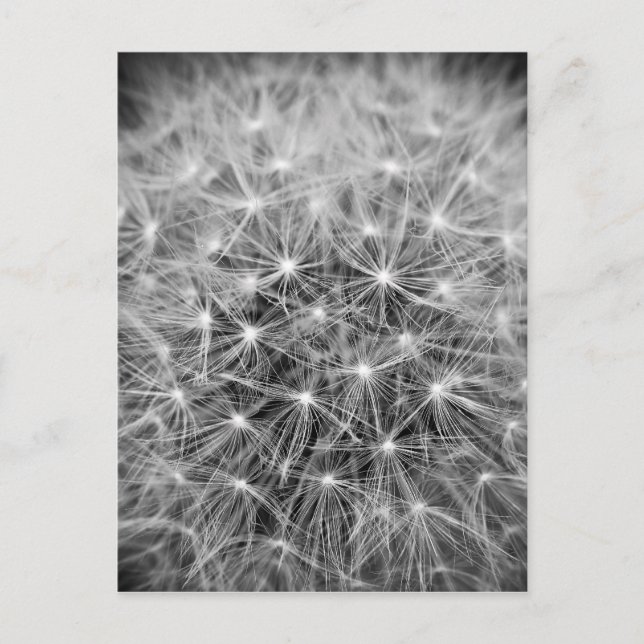 Carte Postale Fleur de pustère (Devant)