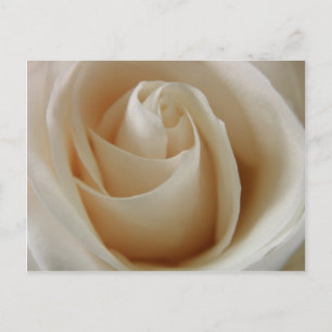 Carte Postale Fleur de rose blanche ivoire