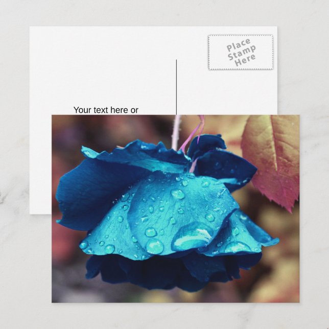 Carte Postale Fleur de Rose Bleue Personnalisée (Devant / Derrière)