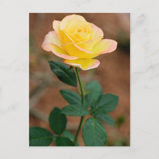 Carte Postale Fleur de rose jaune Fleurs florales Roses (Devant)
