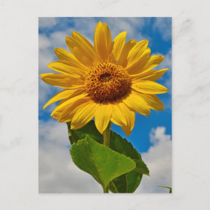 Carte Postale Fleur de soleil Floral Botanique Élégant Été lumin