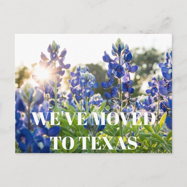 Carte Postale Fleur de Texas Bluebonnets Fleur sauvage Bleu Flor (Devant)
