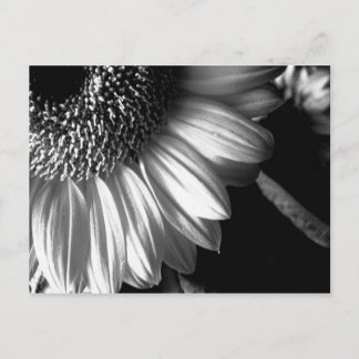 Carte Postale fleur de tournesol bw 2