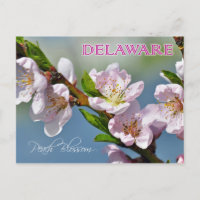 Fleur d'État du Delaware : Fleur de pêche