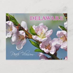Carte Postale Fleur d'État du Delaware : Fleur de pêche