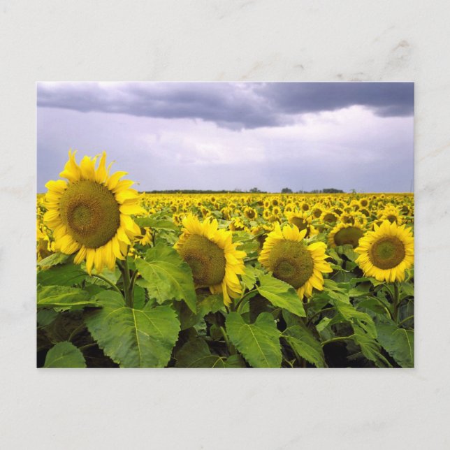 Carte Postale Fleur d'État du Kansas - Tournesol (Devant)