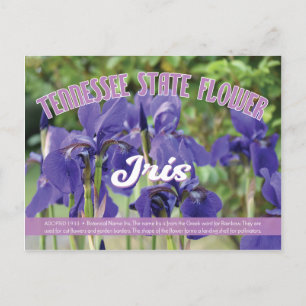 Carte Postale Fleur d'État du Tennessee l'Iris