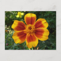 Fleur d'été orange et rouge Disco Marigold