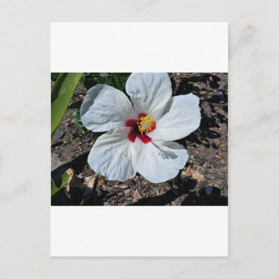 Carte Postale Fleur d'Hibiscus