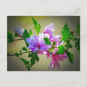 Carte Postale Fleur d'Hibiscus