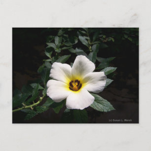 Carte Postale Fleur d'hibiscus blanc centre rouge arrière - plan