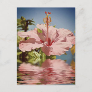 Carte Postale Fleur d'hibiscus rose au-dessus de l'eau