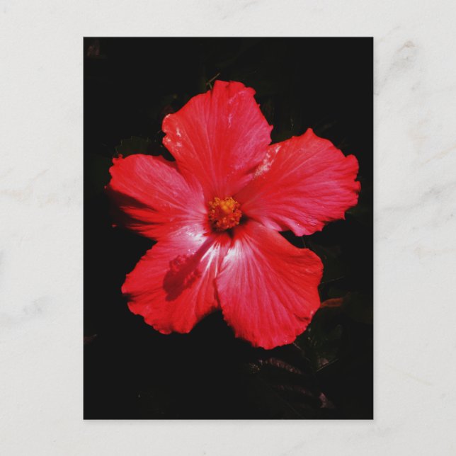 Carte Postale Fleur d'hibiscus rouge rose chaud sur fond noir (Devant)