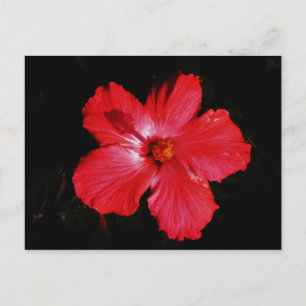 Carte Postale Fleur d'Hibiscus rouge rose chaud sur noir