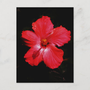 Carte Postale Fleur d'Hibiscus rouge rose chaud sur noir
