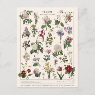 Carte Postale Fleur d'illustration