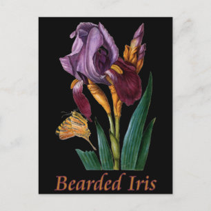 Carte Postale Fleur d'Iris