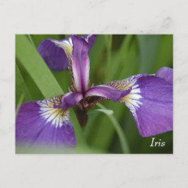 Carte Postale Fleur d'iris pourpre