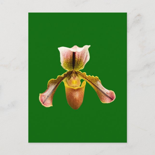 Carte Postale Fleur d'orchidée (Devant)