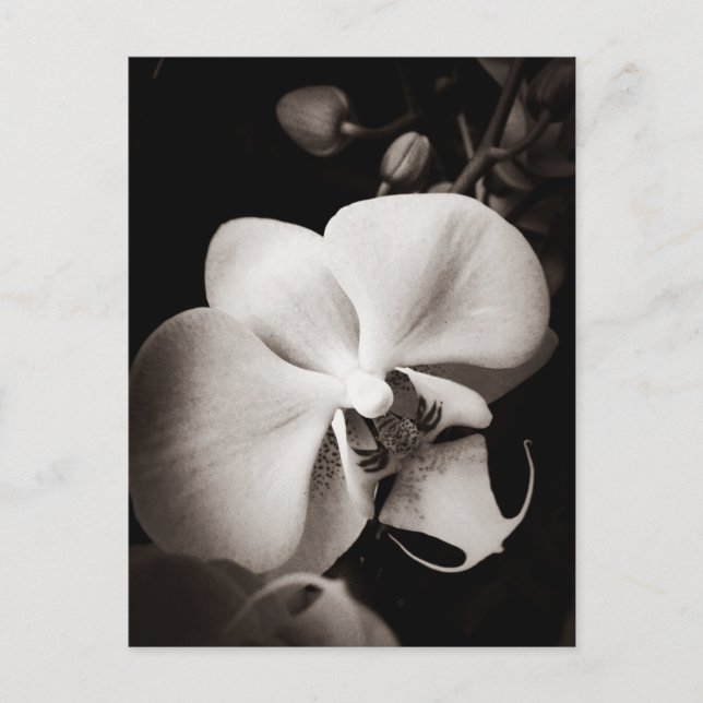 Carte Postale Fleur d'orchidée (Devant)