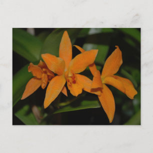 Carte Postale Fleur d'orchidée de cattleya orange tropicale