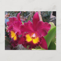 Fleur d'orchidée de cattleya rose tropical
