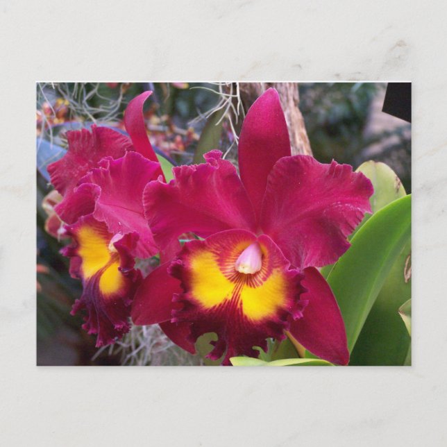 Carte Postale Fleur d'orchidée de cattleya rose tropical (Devant)