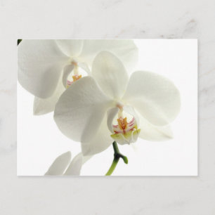 Carte Postale Fleur d'orchidée en fleurs blanches Nature florale