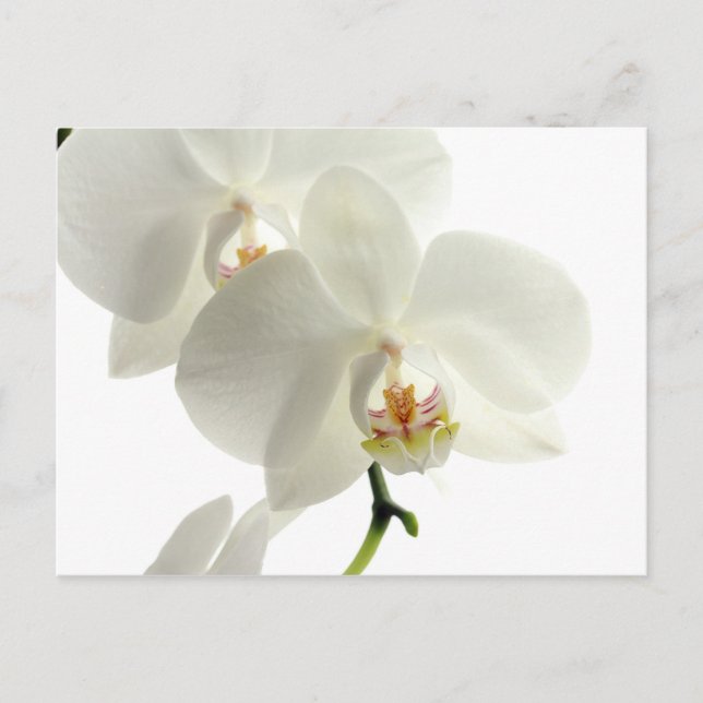 Carte Postale Fleur d'orchidée en fleurs blanches Nature florale (Devant)