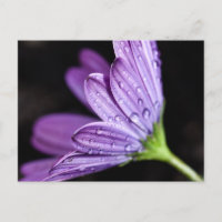 Fleur d'ostéospermum pourpre