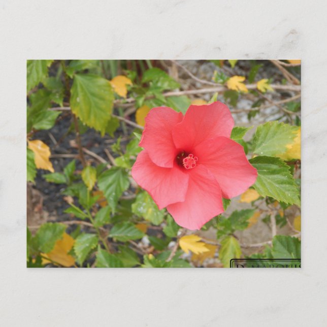 CARTE POSTALE FLEUR DU DÉSERT DE CALIFORNIE #1 (Devant)