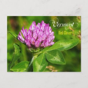 Carte Postale Fleur du Vermont State : Clover rouge