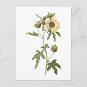 Carte Postale fleur d'une heure (trionum de ketmie) par Redouté