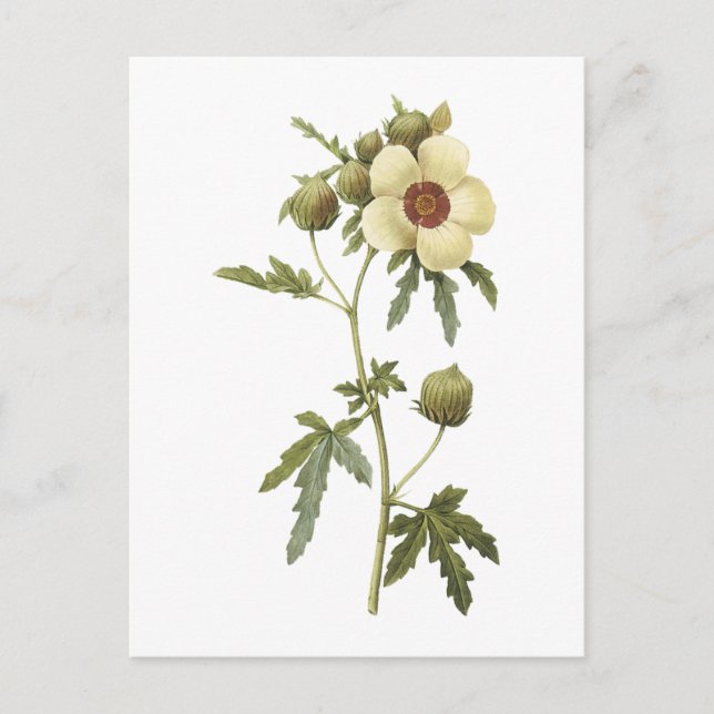 Carte Postale fleur d'une heure (trionum de ketmie) par Redouté (Devant)