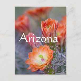 Carte Postale Fleur en Orange, Arizona